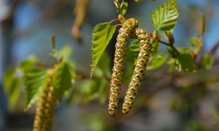 European_Birch_Seeds